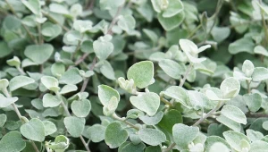 Kocanki włochate (Helichrysum petiolare).