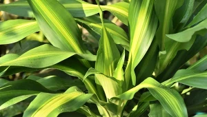 Dracena wonna w środowisku naturalnym występuje w Afryce.