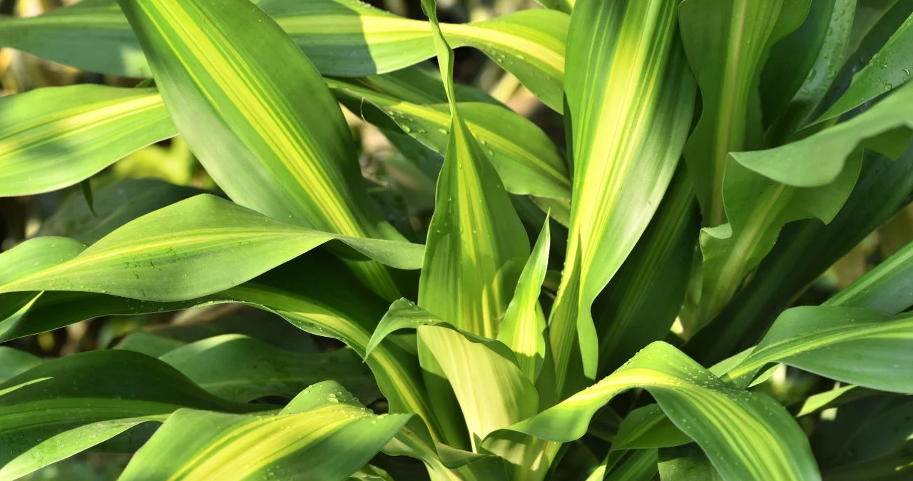 Dracena wonna - pielgnacja i uprawa - Deccoria.pl