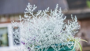 Kalocefalus Browna (Leucophyta brownii, Calocephalus brownii)