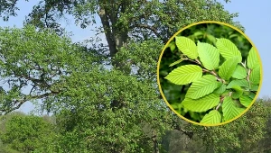 Wiąz szypułkowy to drzewo długowieczne o rozłożystej koronie.