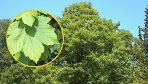 Fałszywy platan może mieć nawet 500 lat.