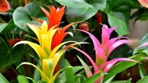 Guzmania zachwyca tropikalną urodą kwiatostanów.