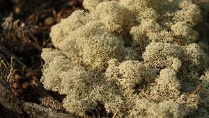 To nie mech, to grzyb, który udekoruje twój dom.