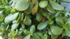 Grubosz drzewiasty to jedna z najpopularniejszych roślin doniczkowych.