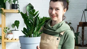 Zamioilkas to jeden z najchętniej i najczęściej uprawianych kwiatów doniczkowych.