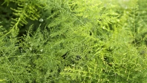 Szparag pierzasty (Asparagus setaceus).