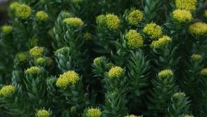 Różeniec górski nazywany również złotym lub arktycznym korzeniem.