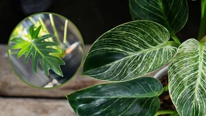 Istnieje ponad 700 odmian filodendronów.