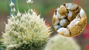 Czosnek znany jest z jadalnej cebuli, ale jego kwiat też robi wrażenie.