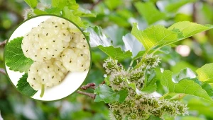 Morwa biała wypuszcza delikatne kwiaty i charakterystyczne owoce.