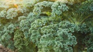 Mroźne powietrze poprawia smak liści.