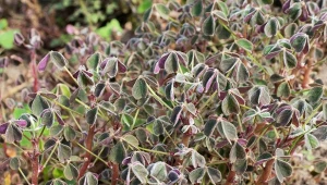 Szczawik bulwiasty ma drobne listki o sercowatym kształcie.