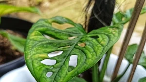 Monstera Adansona (Monstera adansonii).