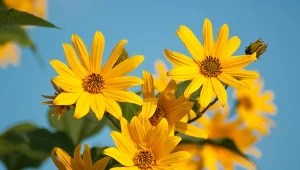 Słoneczniczek szorstki (Heliopsis helianthoides).