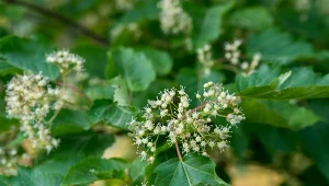 Ozdobą klonu tatarskiego są białe kwiaty.