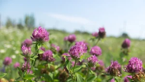 Koniczyna łąkowa (Trifolium pratense).