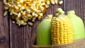 Kukurydza cukrowa (Zea mays L. ssp. saccharata).