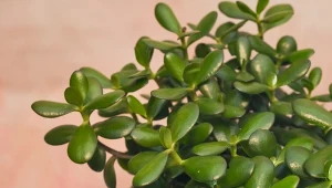 Grubosz jajowaty6, znany jako drzewko szczęścia, to roślina niewymagająca i łatwa w uprawie.