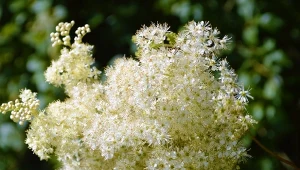 Wiązówka błotna kwitnie latem.