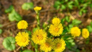 Podbiał pospolity jest rośliną leczniczą.