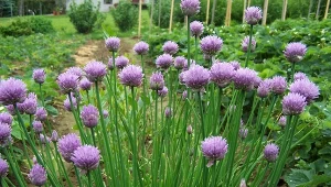 Kwiaty szczypiorku zebrane są w baldachy - kwitnie od maja do sierpnia.