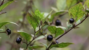 Pokrzyk wilcza jagoda to roślina silnie trująca.