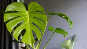 Im monstera dziurawa jest starsza, tym ma więcej dziur w liściach.