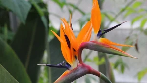 Strelicja królewska  wygląda niczym rajski ptak.