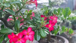 W naszych warunkach klimatycznych adenium arabskie jest uprawiane jako roślina doniczkowa.