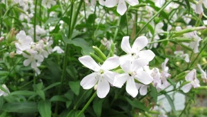 Mydlnica lekarska jest rośliną, która ma liczne właściwości lecznicze.