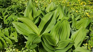 Ciemiężyca zielona jest trująca, a jednocześnie stosowana w celach leczniczych.
