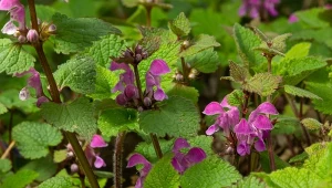 Jasnota plamista to roślina, która charakteryzuje się interesującymi liśćmi oraz barwnymi kwiatami.