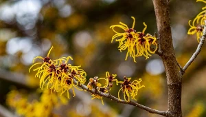 Oczar omszony (Hamamelis Molis).