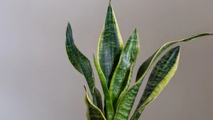 Sansewieria gwinejska to bardzo ciekawy sukulent, który doskonale oczyszcza powietrze.