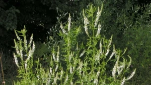 Nostrzyk biały kwitnie długo, a owady otaczają go głównie popołudniu i wieczorem.