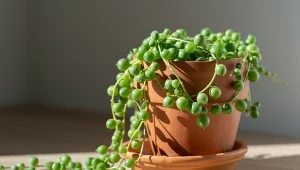 Starzec Rowleya charakteryzuje się nietypowymi liśćmi, które przypominają kształtem groszek zielony lub perełki.