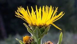 Mlecz polny (Sonchus arvensis).
