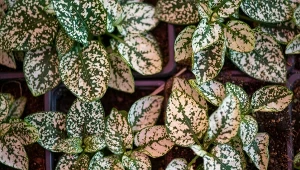 Niedośpian (Hypoestes).