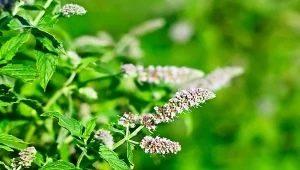 Mięta polna (Mentha arvensis).