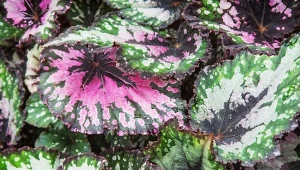 Begonia królewska (Begonia rex).