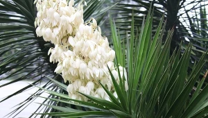 Juka karolińska (Yucca filamentosa).