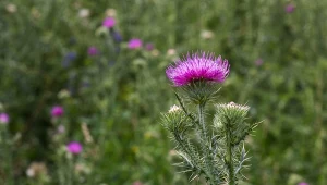 Ostropest plamisty to roślina, która wyróżnia się wieloma cennymi właściwościami.