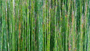 Skrzyp zimowy (Equisetum hyemale).