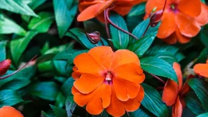 Niecierpek nowogwinejski (Impatiens hawkeri).
