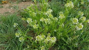 Tobołki polne występują na obszarze całej Polski oraz uważane są za chwasty.
