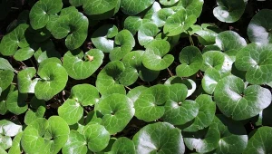 Kopytnik pospolity to zimozielona bylina okrywowa, która świetnie sprawdzi się w cienistych zakątkach ogrodu.