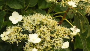 Hortensja pnąca (Hydrangea petiolaris)