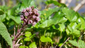 Lepiężnik różowy (Petasites hybridus) to roślina o ogromnych liściach i oryginalnych kwiatach. Fort.123RF/Piscel