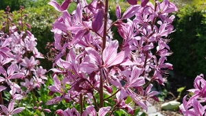 Dyptam jesionolistny jest piękną i jednocześnie bardzo niebezpieczną rośliną ozdobną.